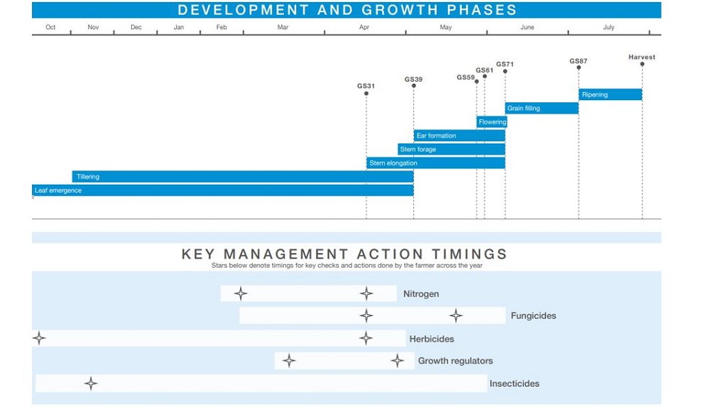 Chart showing the key development phases and growth stages in barley.